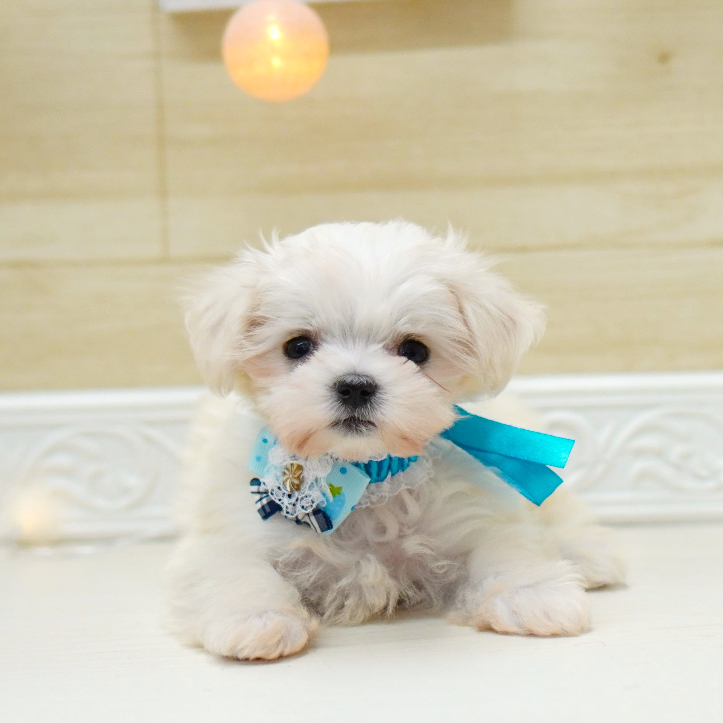 山室店の新入りちゃんたちのご紹介✨ | ペットショップ 犬の家&猫の里